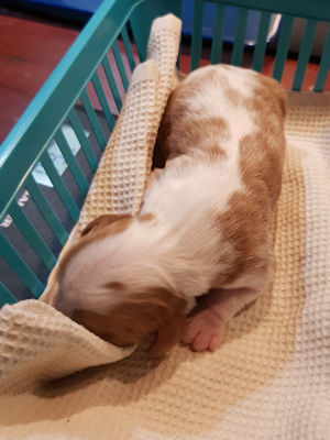 Mabel-1 Day Old.jpg